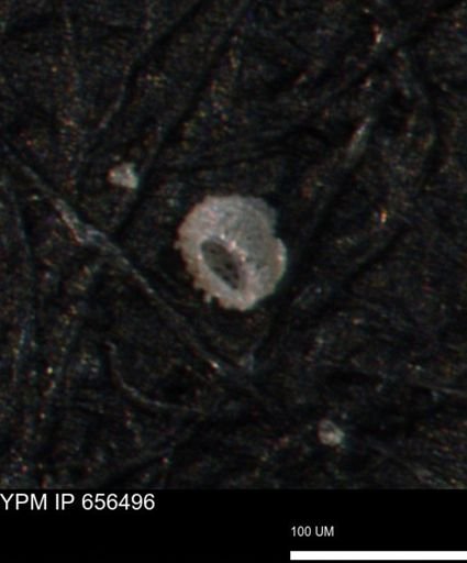 Clathrocyclas irrasa