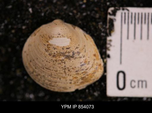 Limopsis striatopunctatus