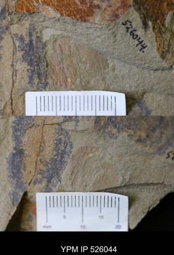 undet. Palaeoscolecidae