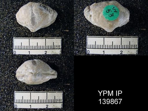 Athyris cf. subexpansa