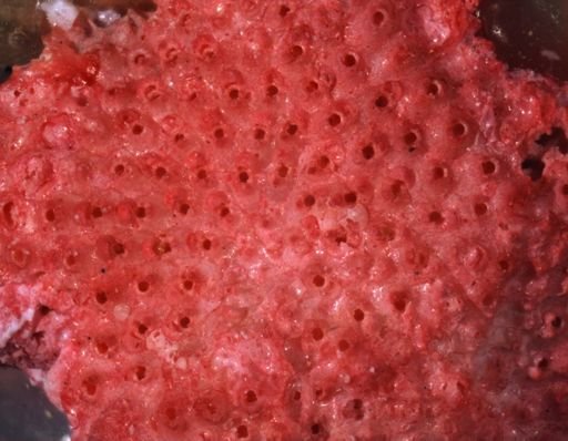 Hippoporina tuberculata