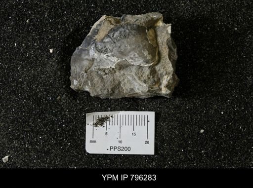 Inoceramus barabini