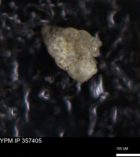 undet. Foraminiferida