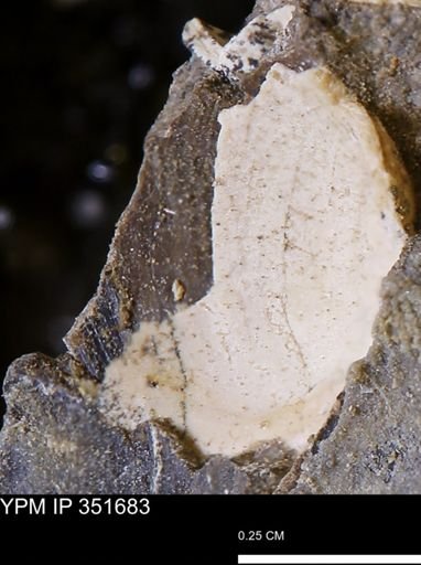 Limopsis striatopunctatus