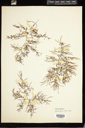 Sargassum