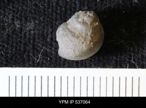 Viviparus montanaensis