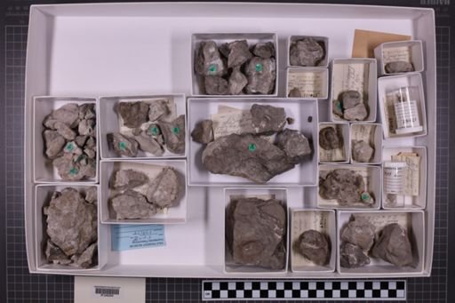 mixed taxa, stratigraphic collection