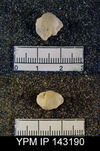 Chonetella nasuta