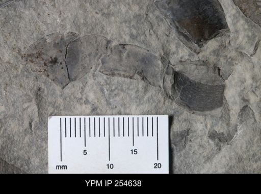 Eurypterida