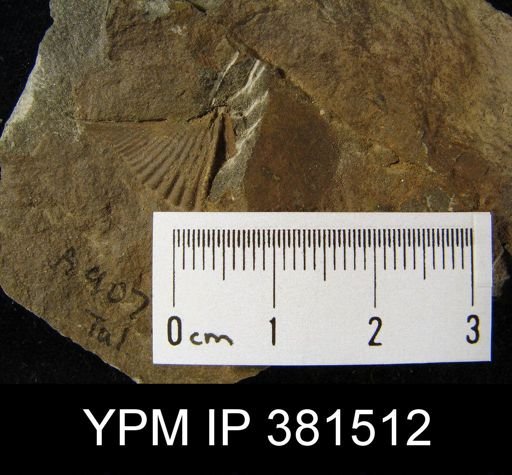 Mucrospirifer sp.