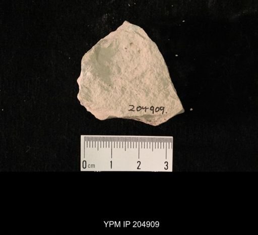 Hexapoda