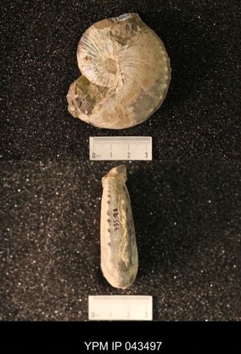 Hoploscaphites nicolletii