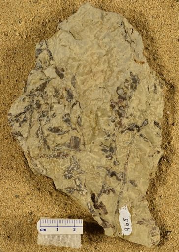Triphyllopteris rarinervis