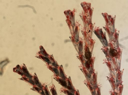 Crisularia turrita