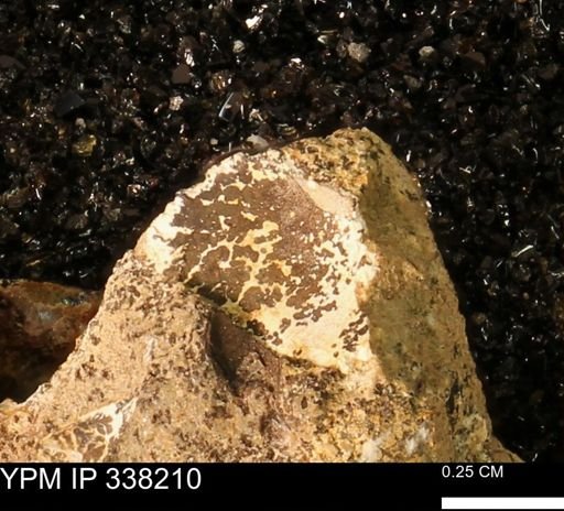 undet. Bivalvia