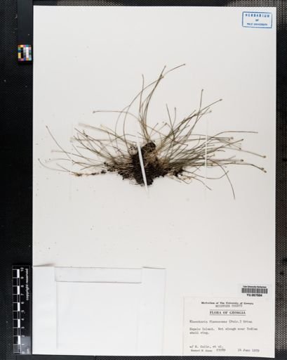 Plantae