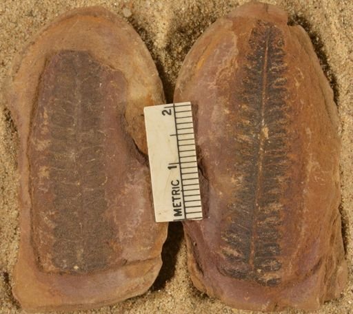 Pecopteris