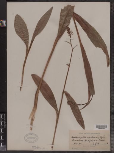 Blephariglottis psycodes