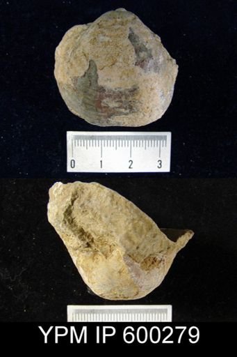 Pustula semipunctata