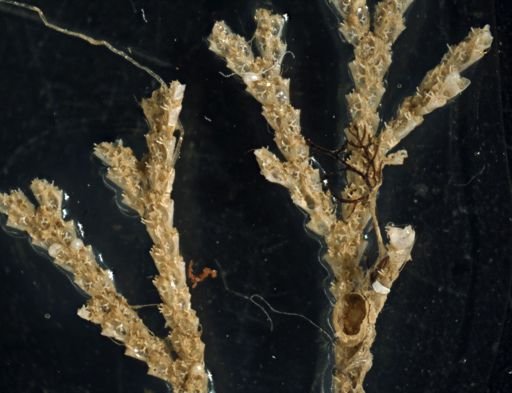 Cradoscrupocellaria bertholletii