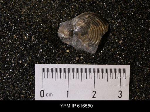 Inoceramus crippsii barabini