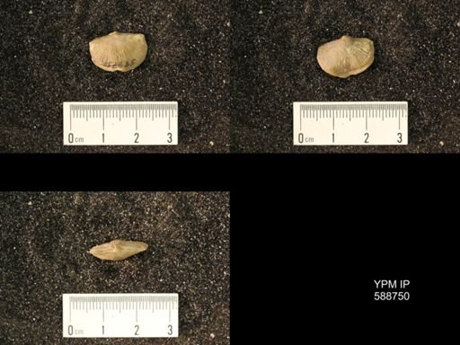 Strophomena sulcata