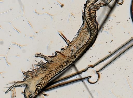 Eubranchus