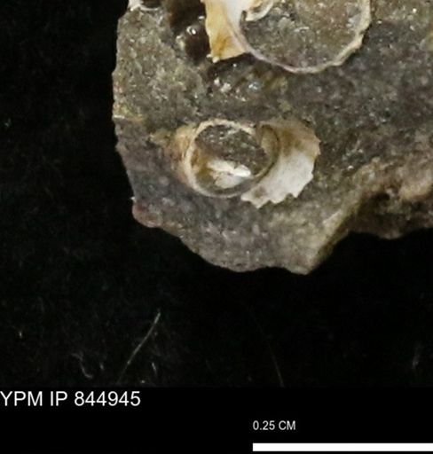 undet. Gastropoda