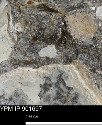 undet. Mollusca