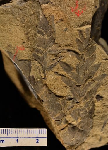 Winthropteris ovalis