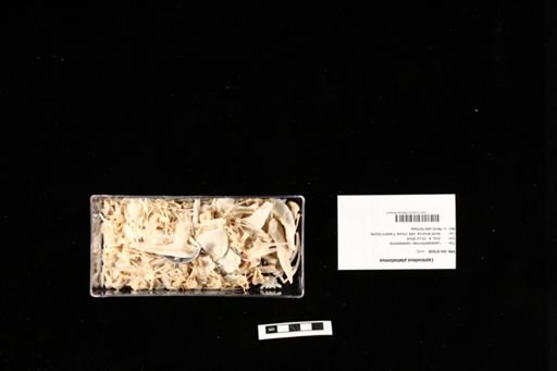 Lepisosteus platostomus