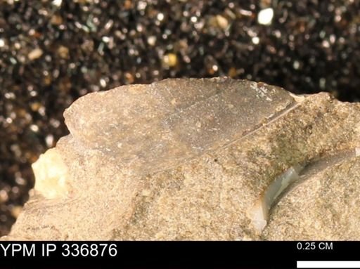 undet. Mollusca