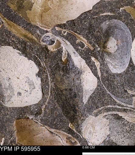 undet. Bivalvia