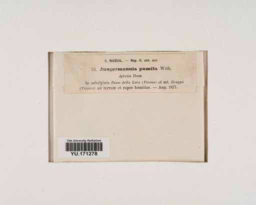 Plantae