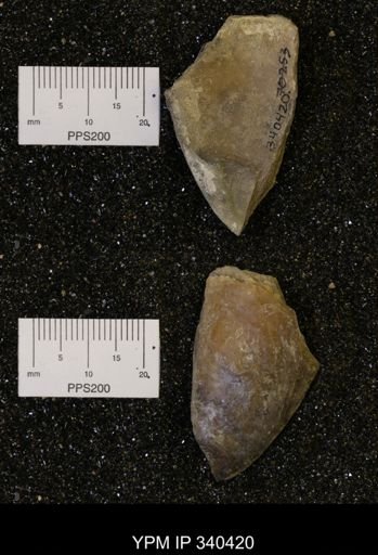 Ostrea glabra
