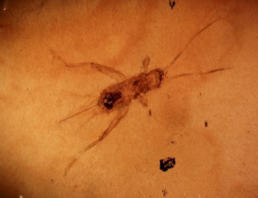 undet. Gryllidae