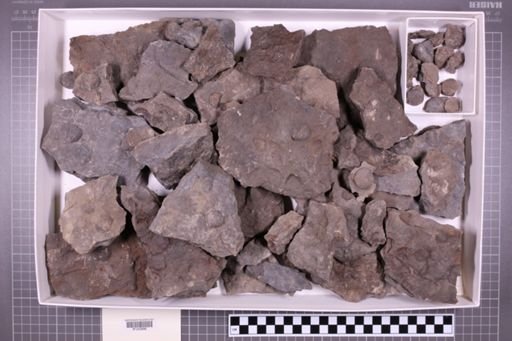mixed taxa, stratigraphic collection
