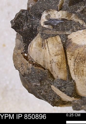Limopsis striatopunctatus