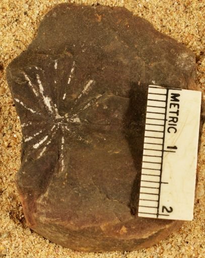 Annularia