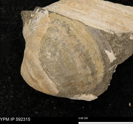 Cucullaea sp.