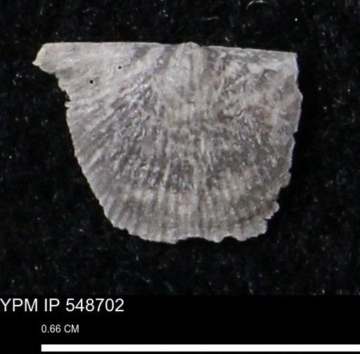 Stropheodonta perplana