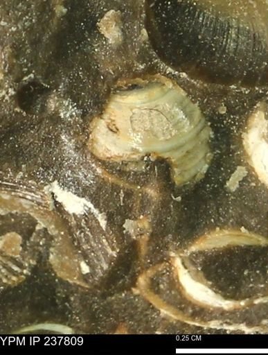 Protocardia subquadrata
