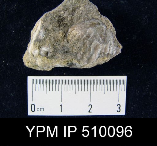 undet. Pentamerida