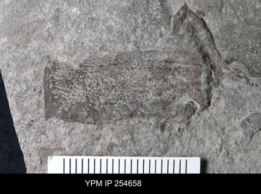 Eurypterida