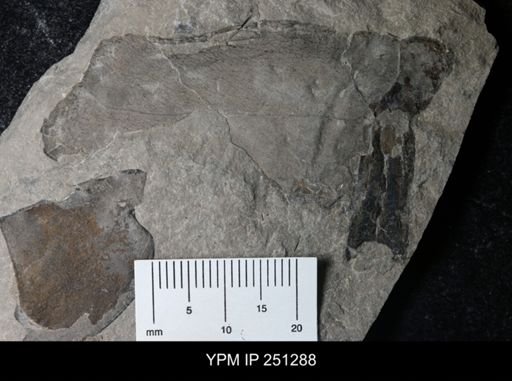 undet. Eurypterida