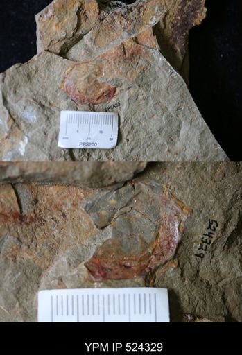 undet. Arthropoda