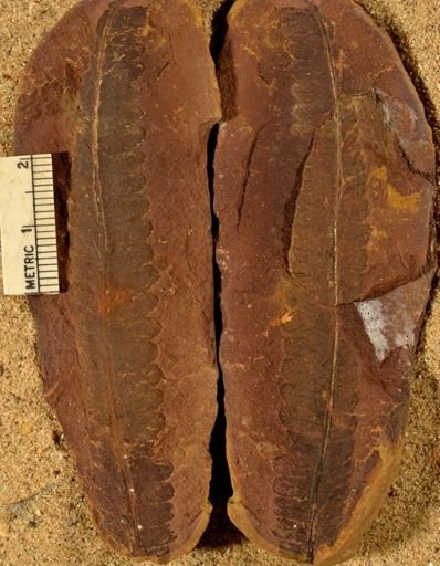 Pecopteris