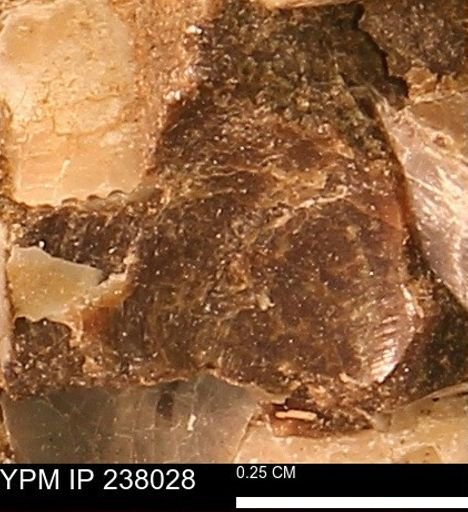 Protocardia subquadrata