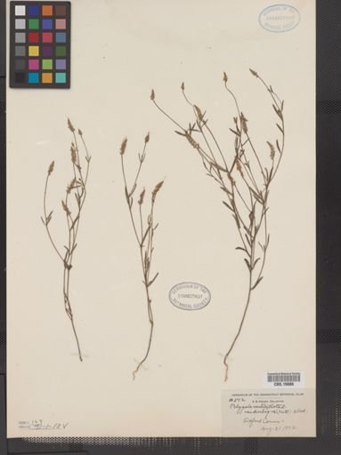 Polygala verticillata