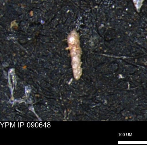 Verneuilinoides kansasensis